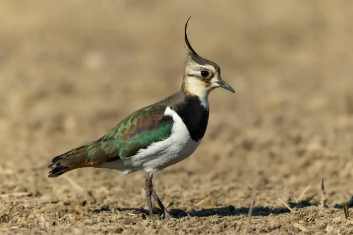 custo para ter um quati como pet