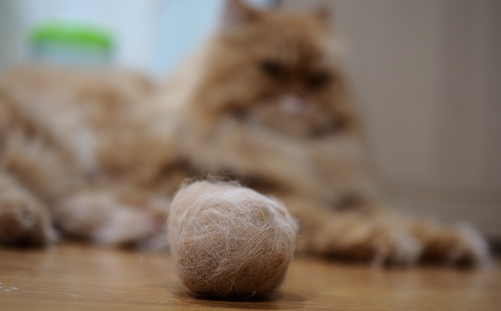 Guia Completo: Escolhendo a Melhor Ração Hairball para Seu Gato