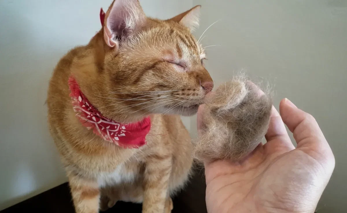 Pastas Laxativas e Petiscos Anti-Hairball: Qual o Melhor para Seu Gato?