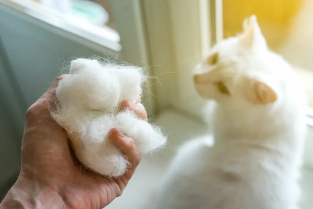 Mitos e Verdades sobre Remédios Caseiros para Bolas de Pelo em Gatos