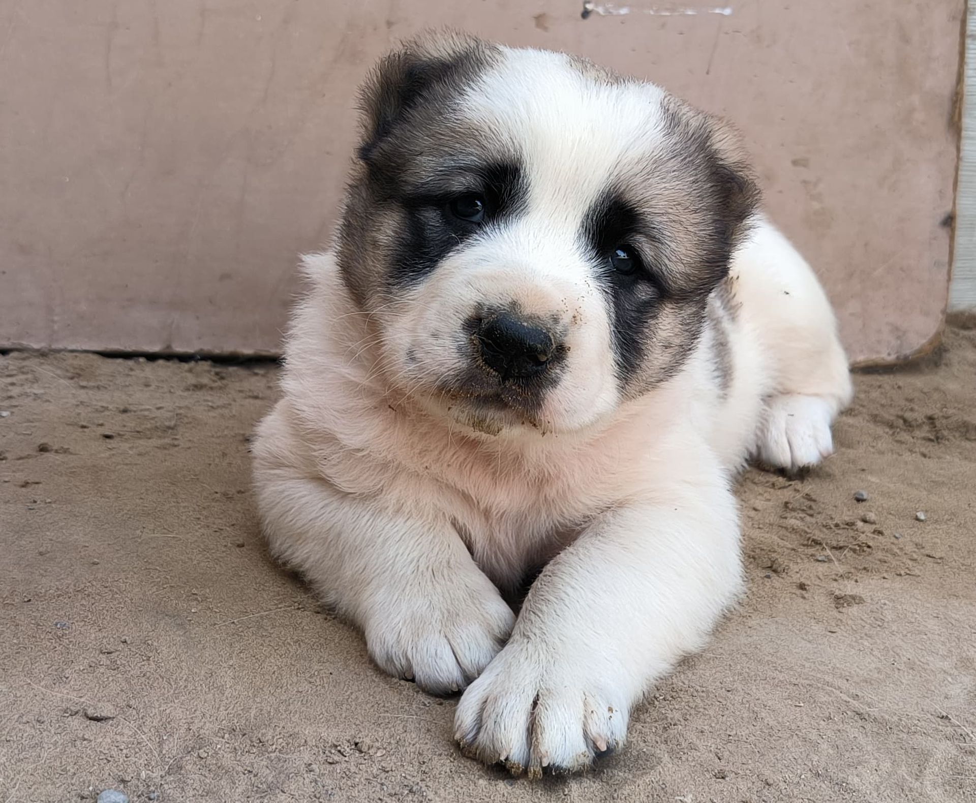 Alabai: Guia Completo de Adestramento e Socialização para Cães de Guarda Gigantes