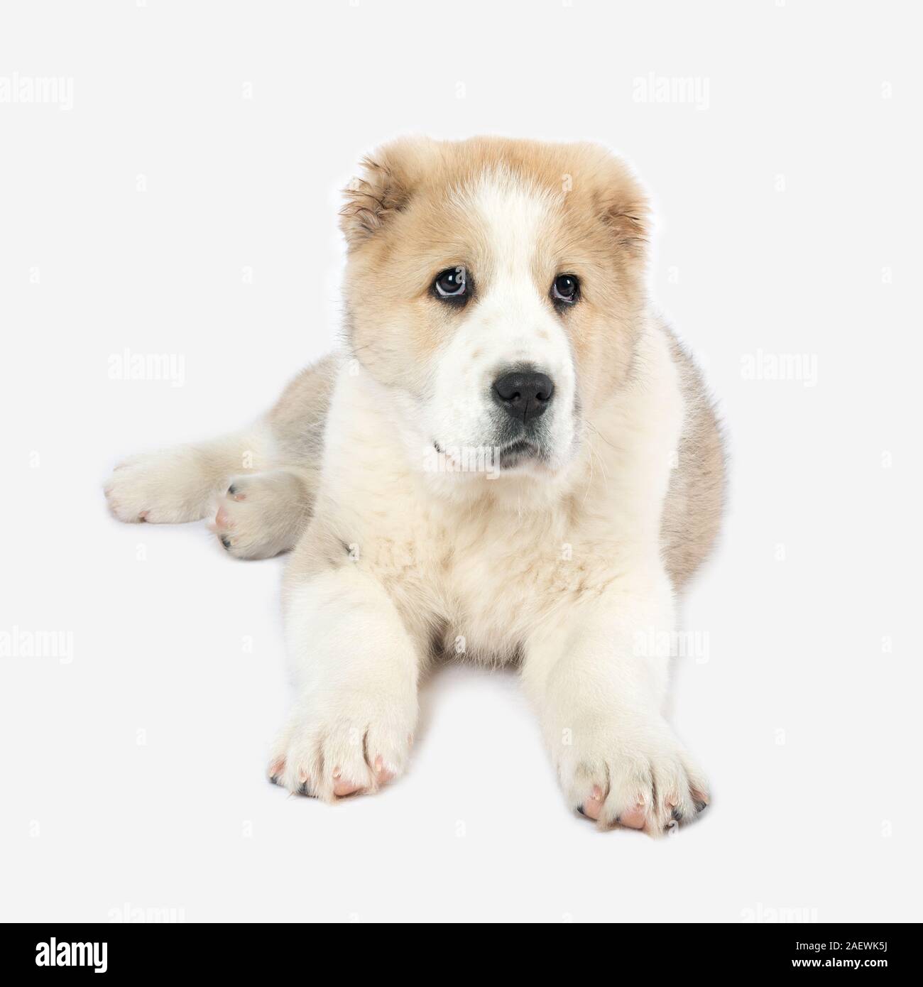 A História Milenar do Pastor da Ásia Central: Da Estepe à Sua Casa