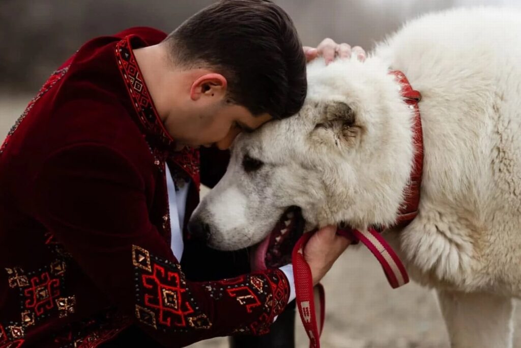 Alabai: Guia Completo de Adestramento e Socialização para Cães de Guarda Gigantes