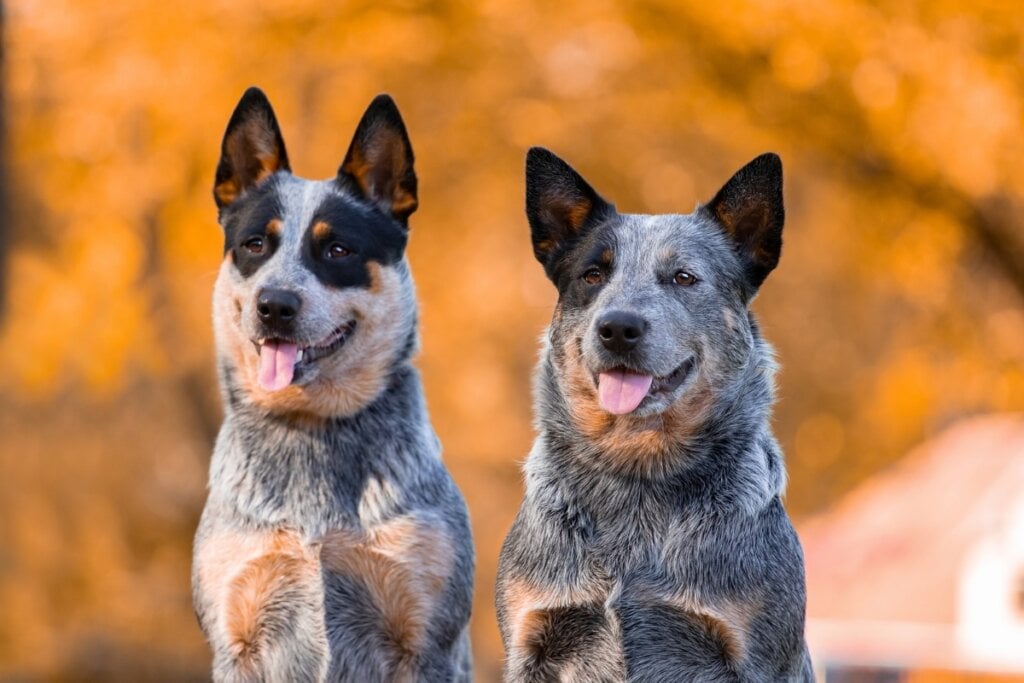 cachorro blue heeler