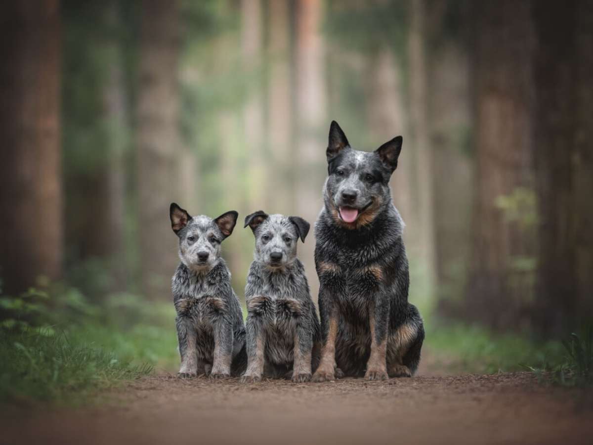cachorro blue heeler