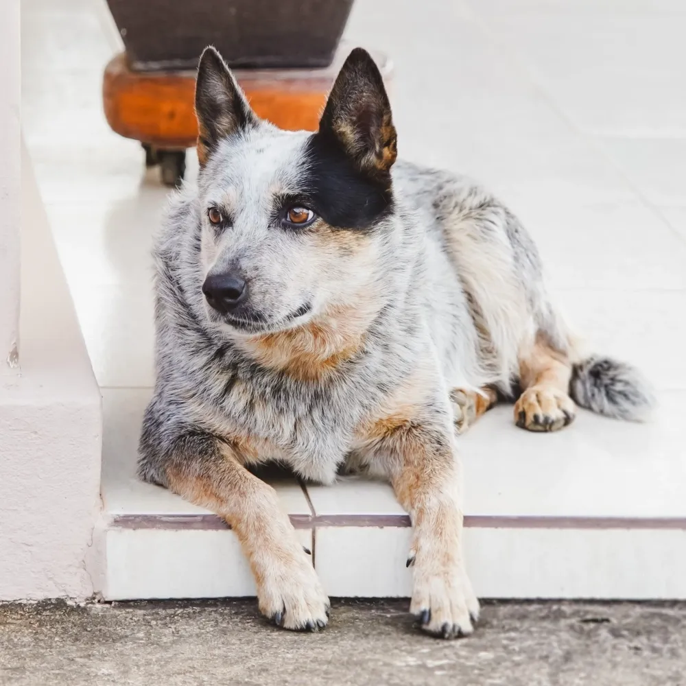 Comprar filhote Blue Heeler