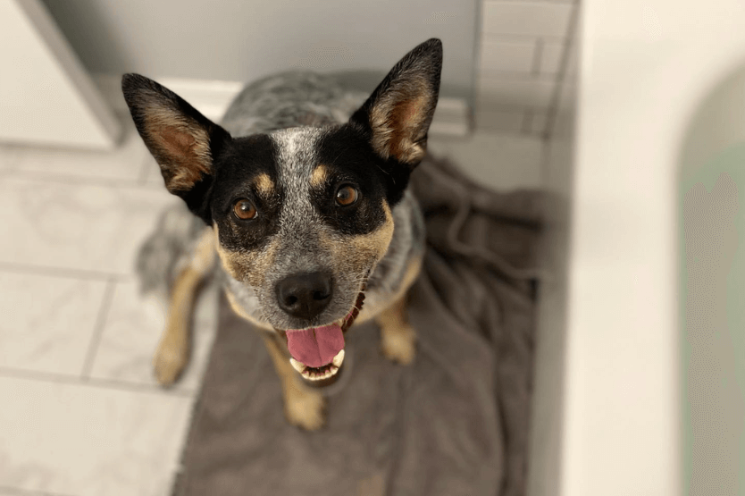 cachorro blue heeler