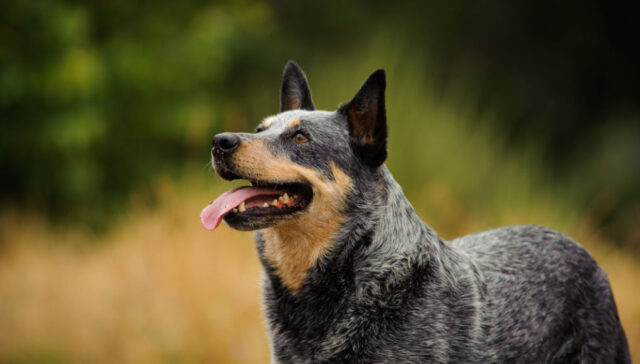 Comprar filhote Blue Heeler