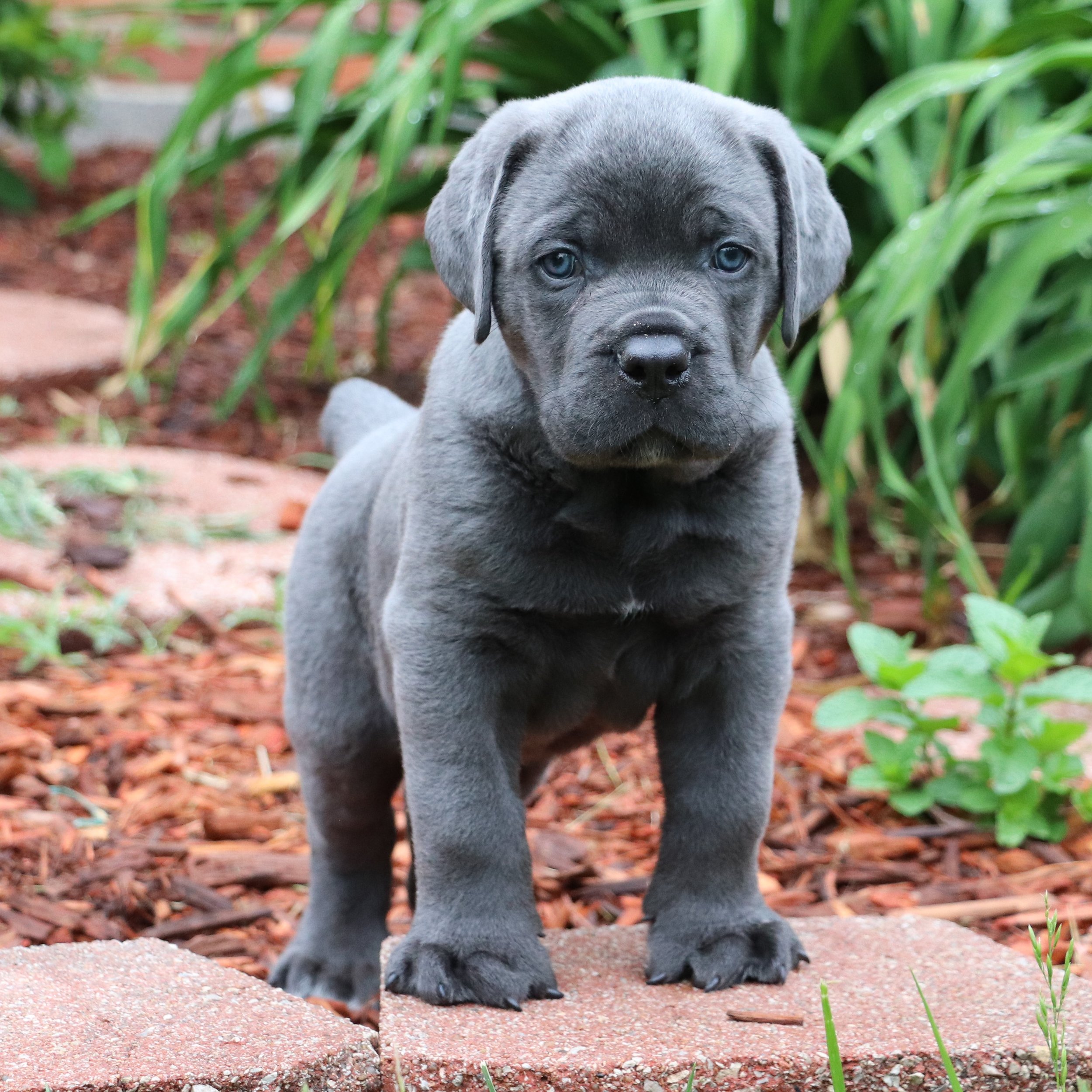 cachorro cane corso