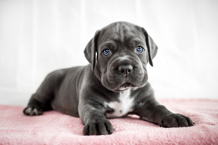 cachorro cane corso