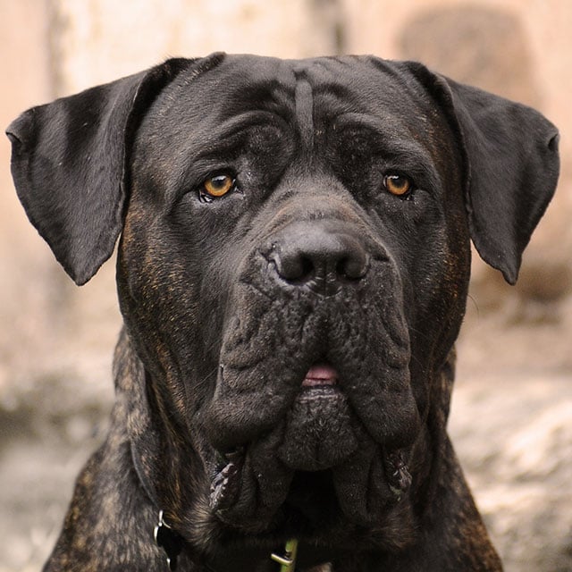 cachorro cane corso