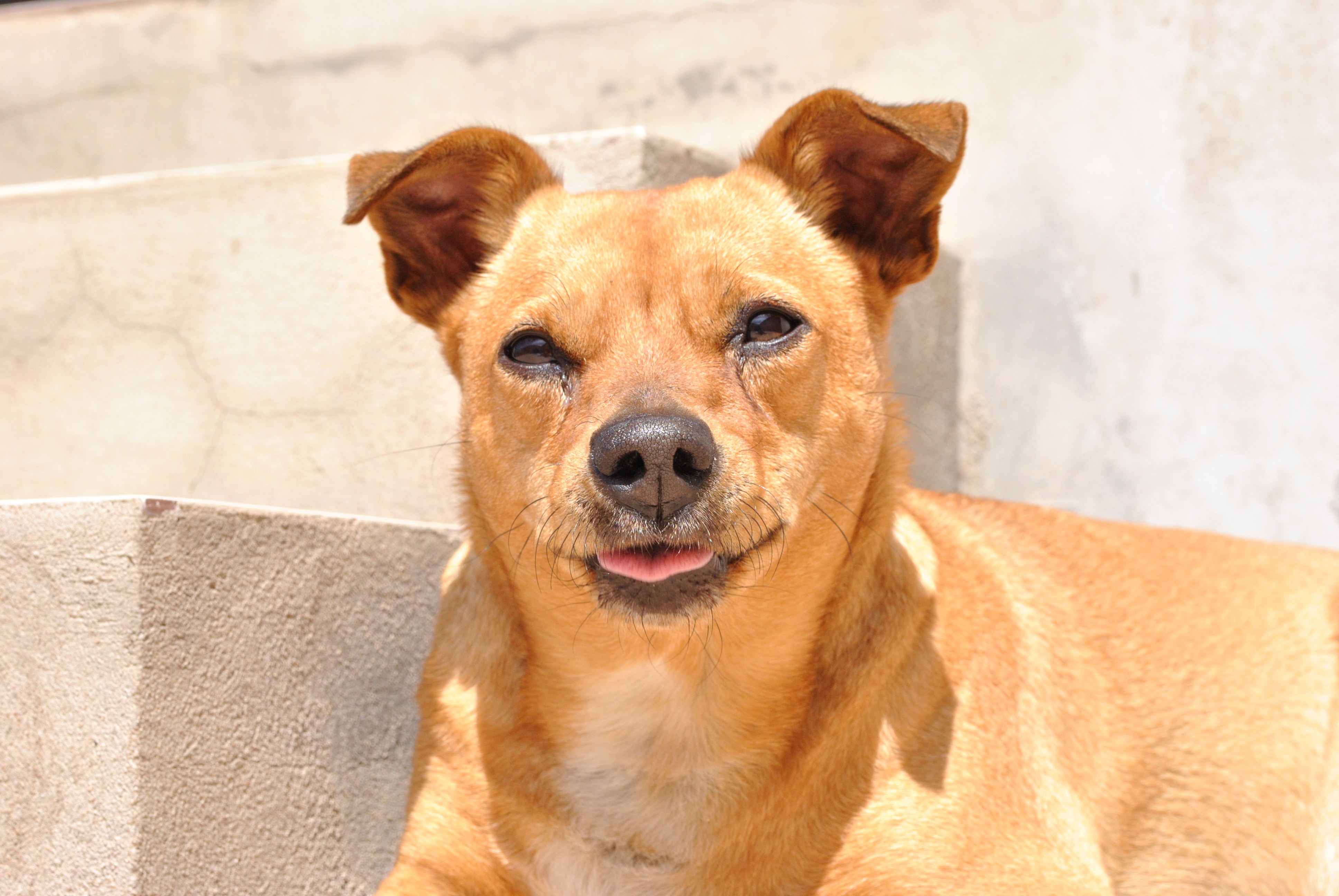 A importância da castração para cães SRD