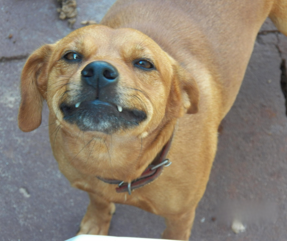 Os benefícios de ter um cão vira-lata em casa