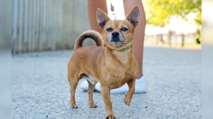 A história por trás dos memes de cachorros