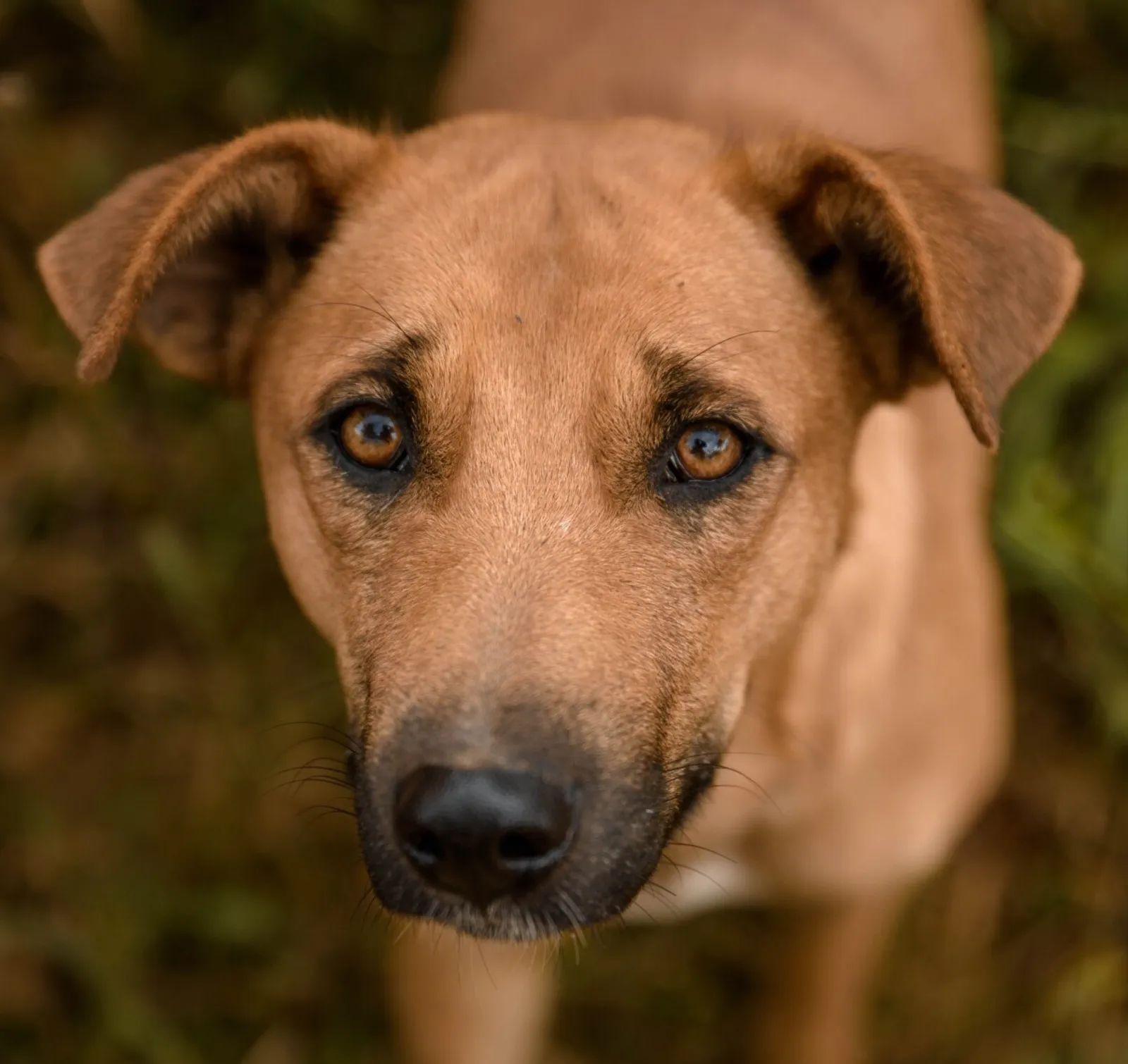 Como ajudar abrigos de animais