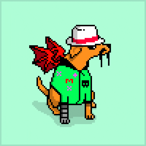 Como ajudar abrigos de animais