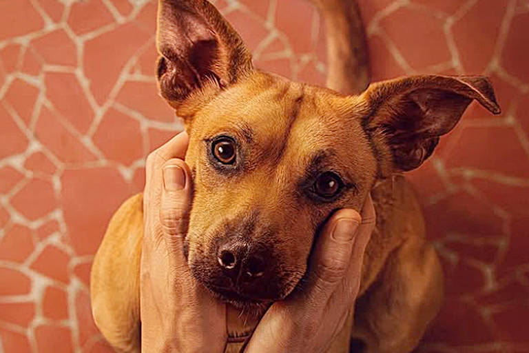 A história por trás dos memes de cachorros