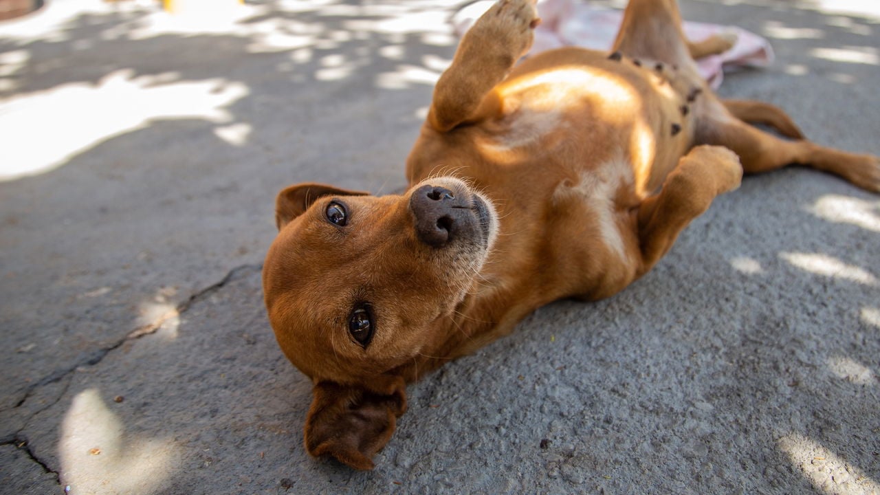 Guia completo de adoção responsável