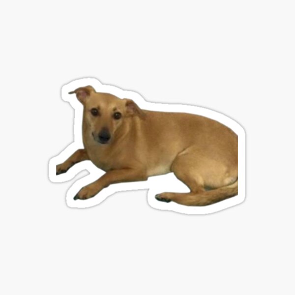 Os benefícios de ter um cão vira-lata em casa