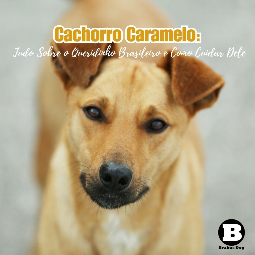 Os benefícios de ter um cão vira-lata em casa