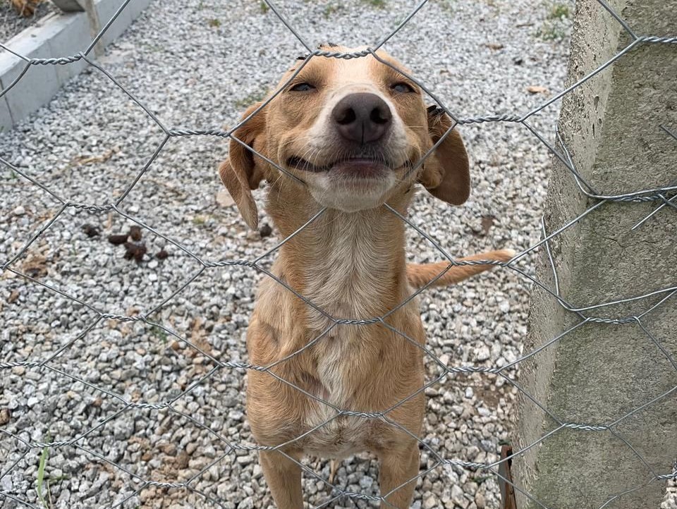 Como ajudar abrigos de animais