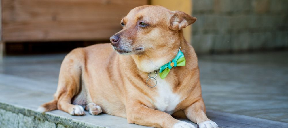 A história por trás dos memes de cachorros