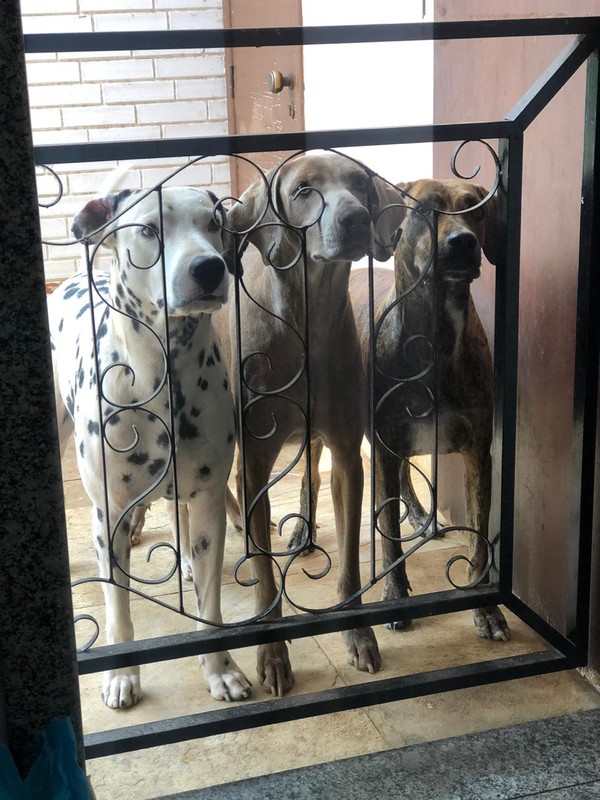 cachorro cava antes de dormir