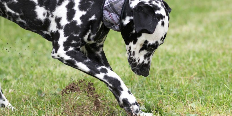 como fazer cachorro parar de cavar jardim