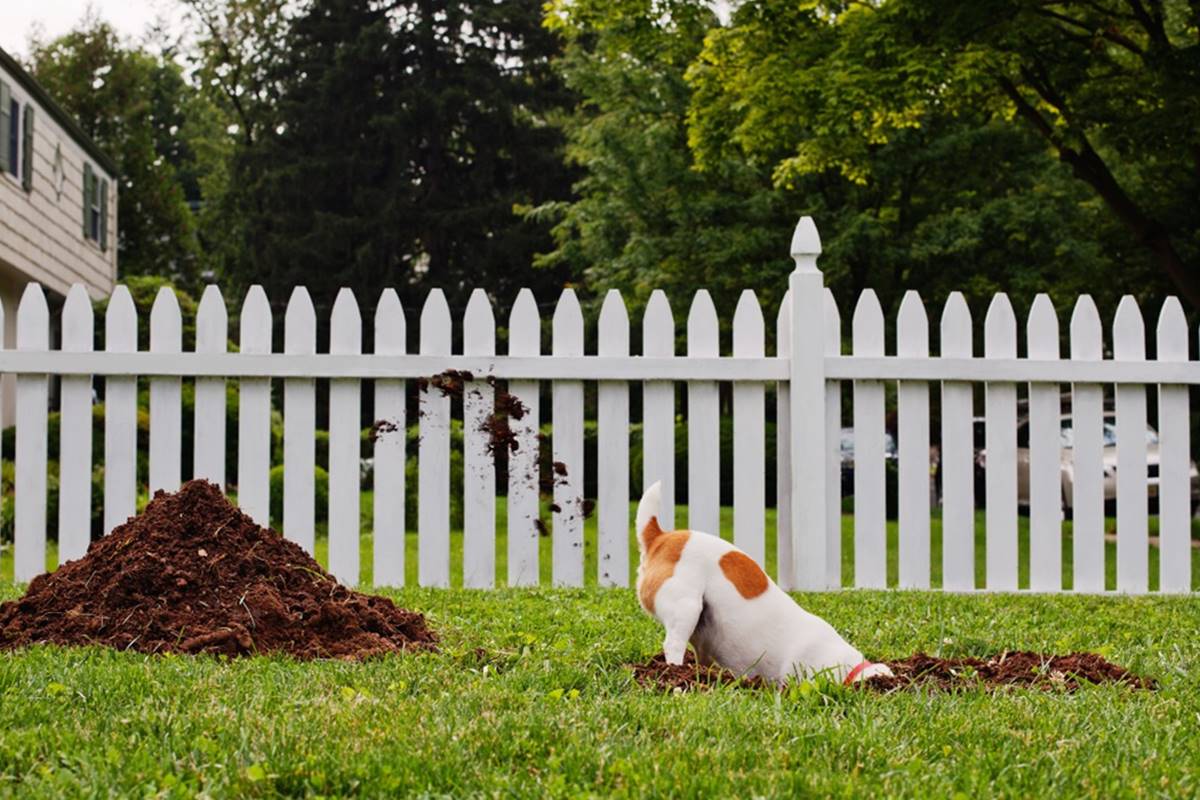 cachorro cava antes de dormir