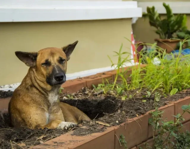 instinto de cavar em cães