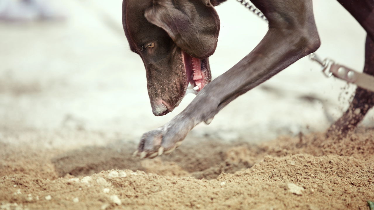 cachorro cavando o chão