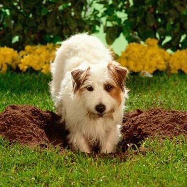 como fazer cachorro parar de cavar jardim