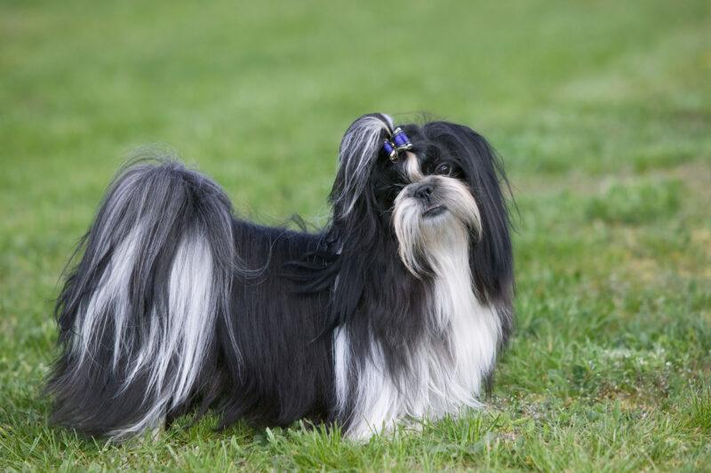 cheetos faz mal para cachorro