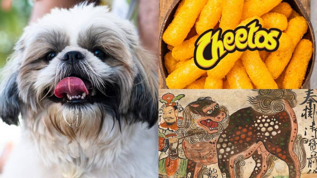 cachorro pode comer cheetos