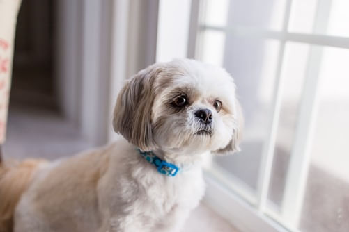 cheetos faz mal para cachorro