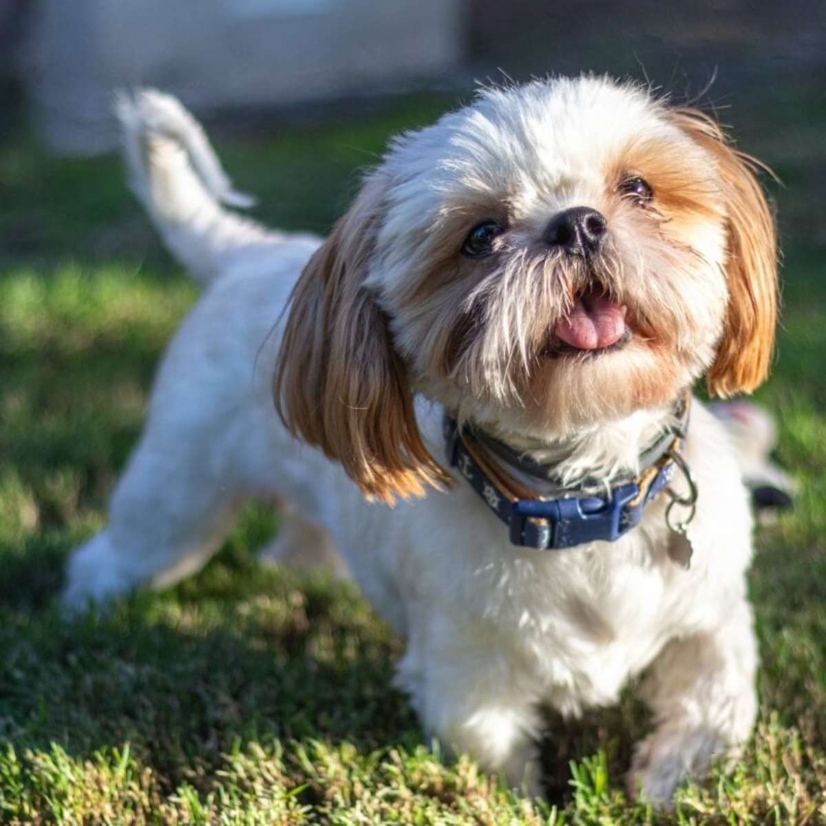 cheetos faz mal para cachorro