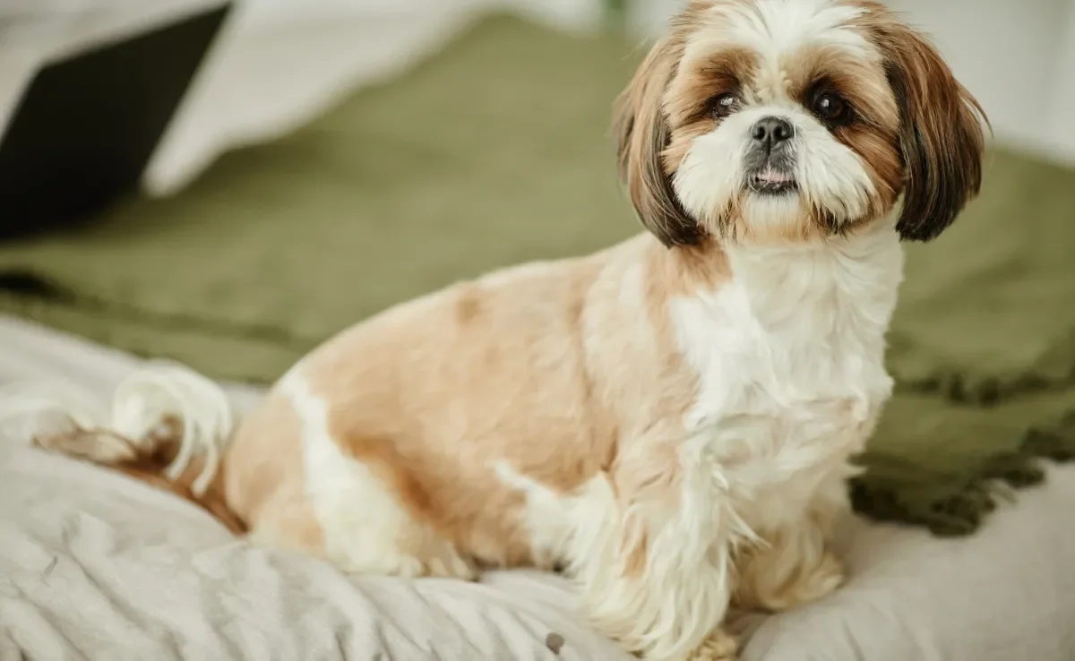 o que acontece se o cachorro comer cheetos