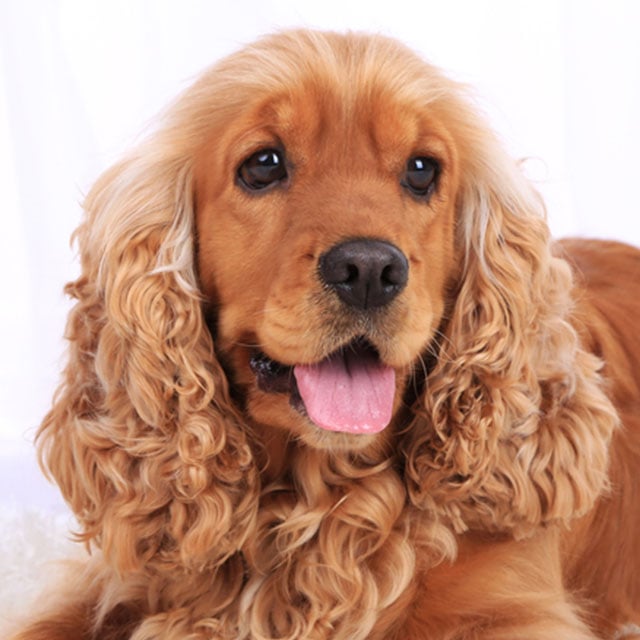 Cocker Spaniel Inglês vs Americano: Qual a diferença e qual escolher?