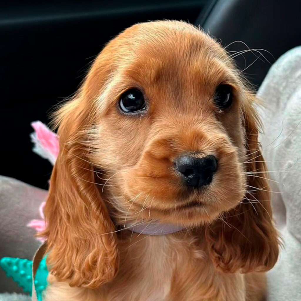 Como Lidar com a Ansiedade de Separação em Cocker Spaniels: Dicas e Treinamento