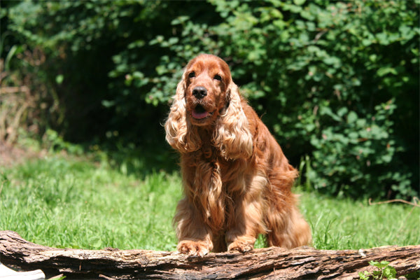 Saúde do Cocker Spaniel: Principais Doenças e Como Prevenir