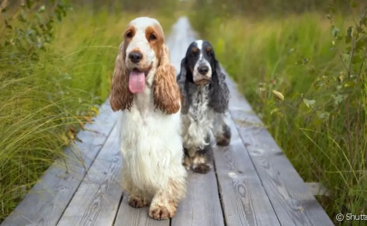Cocker Spaniel Inglês vs Americano: Qual a diferença e qual escolher?