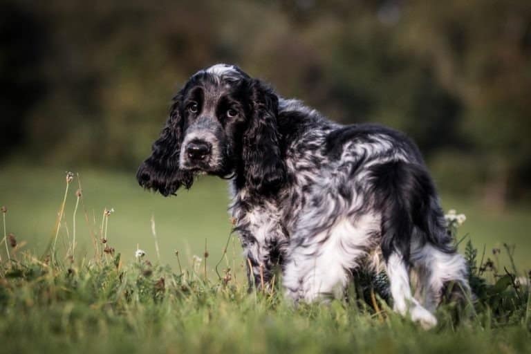 Guia Completo de Cuidados com as Orelhas do Cocker Spaniel: Prevenção de Otites