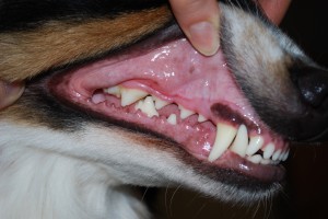 sinais de dor de dente em cachorro