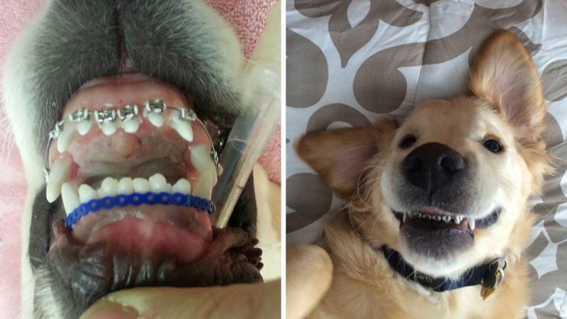 sinais de dor de dente em cachorro