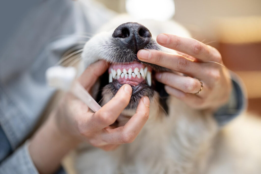aliviar dor de dente canino