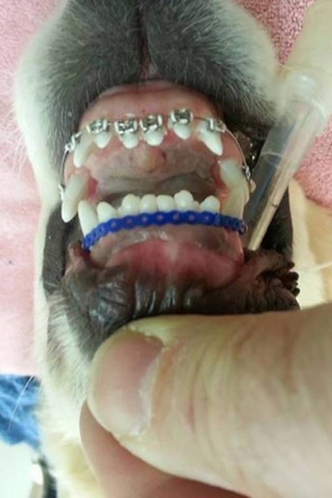 sinais de dor de dente em cachorro