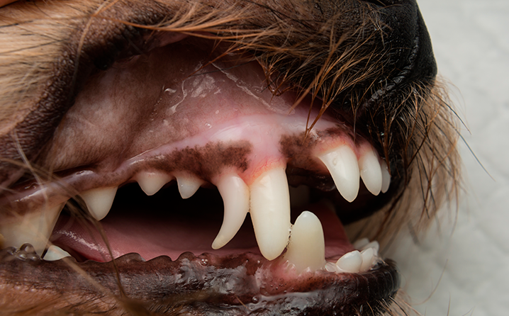 aliviar dor de dente canino