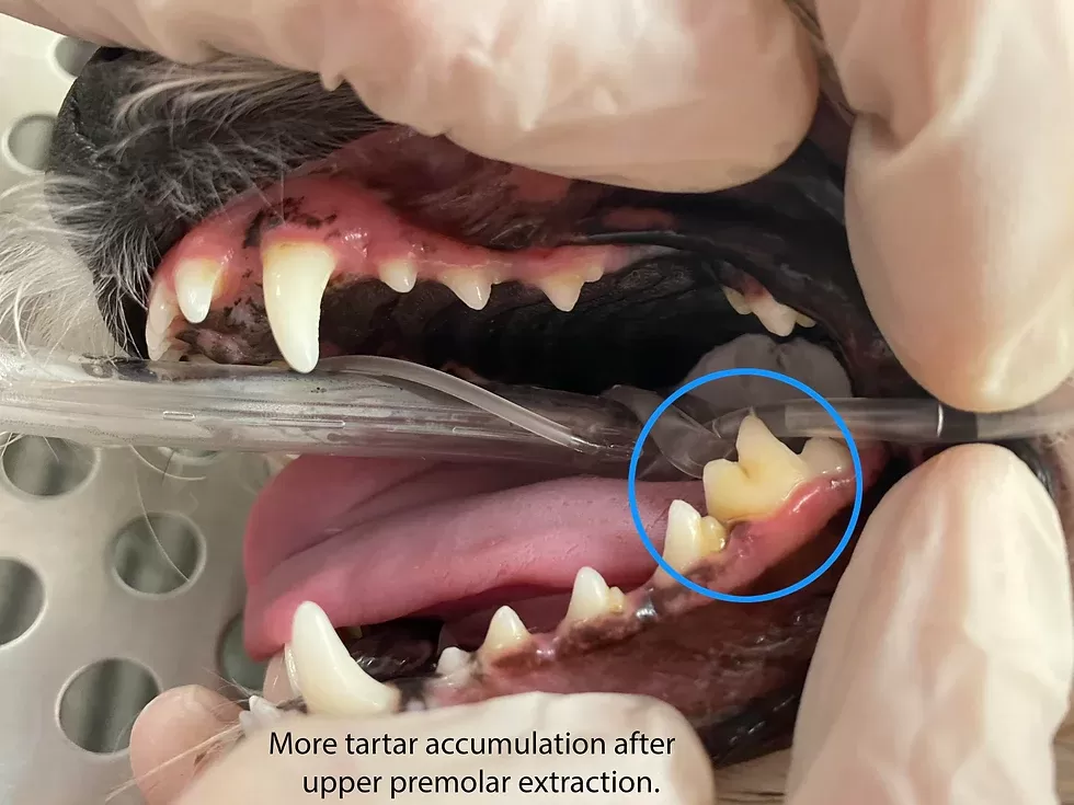 cachorro com dor de dente