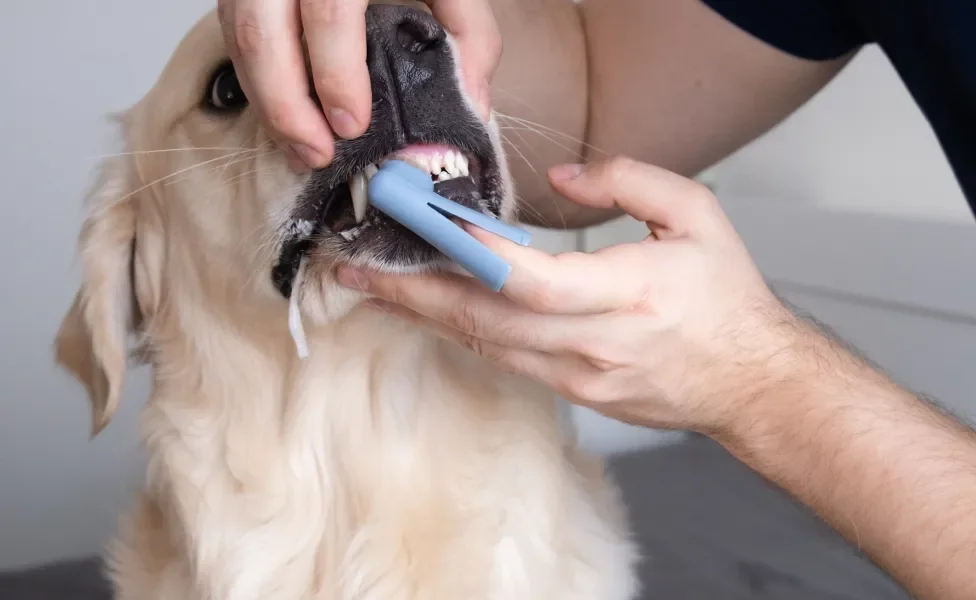 aliviar dor de dente canino