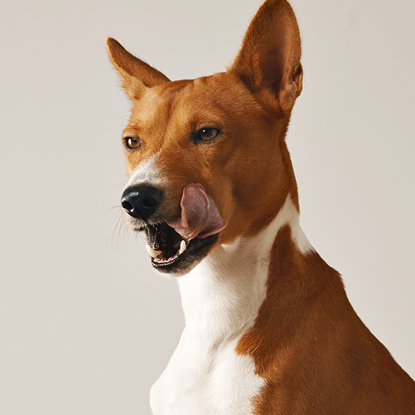 tratamento dor dental pet